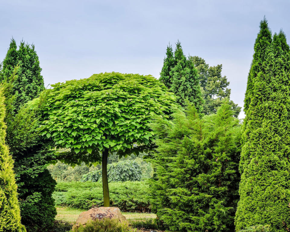 <p> The term &#x2018;evergreen&#x2019; is used for trees which retain their foliage and stay green all year round. Deciduous trees are the ones which shed their leaves in fall and winter.&#xA0; </p> <p> Conifers are often described as evergreen, but some varieties are deciduous, so check carefully before purchasing to ensure that your tree will remain green in the colder seasons.&#xA0; </p>