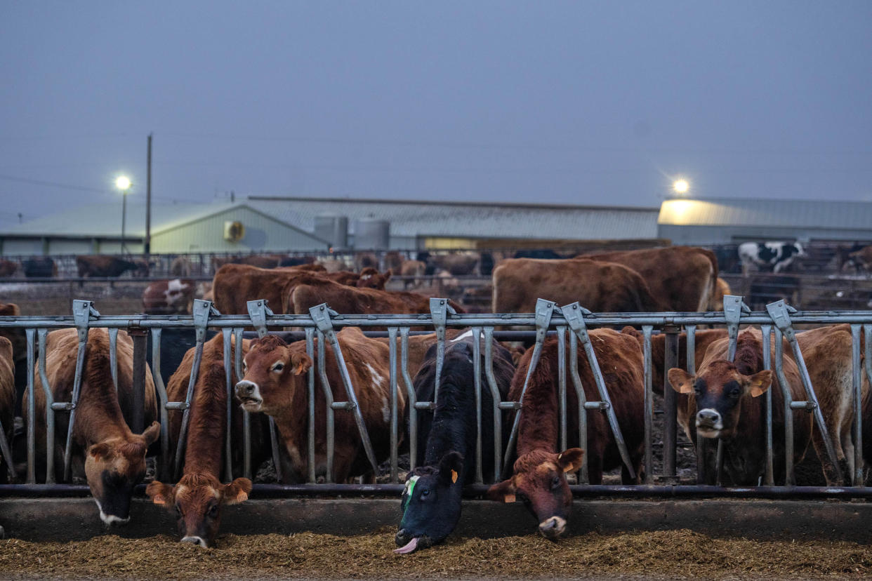 Vacas lecheras alimentadas a través de una reja en una granja de lácteos en el valle de Yakima en Washington, el 28 de noviembre de 2023. (Ruth Fremson/The New York Times)
