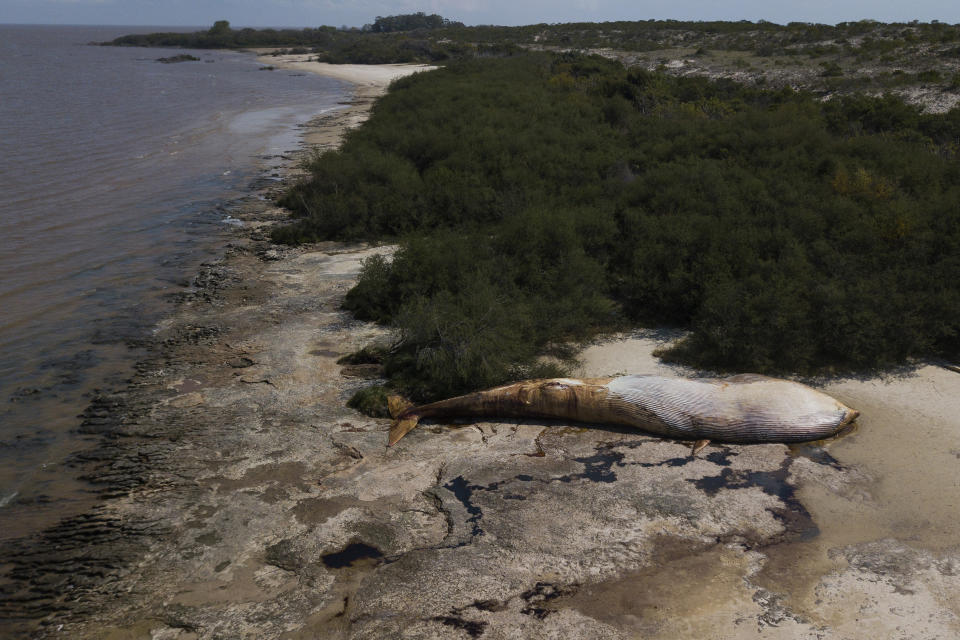 El cuerpo de una ballena muerta en la costa de Artilleros in Colonia, Uruguay, el viernes 29 de septiembre de 2023. La ballena fue descubierta el 23 de septiembre. (AP Foto/Matilde Campodónico)