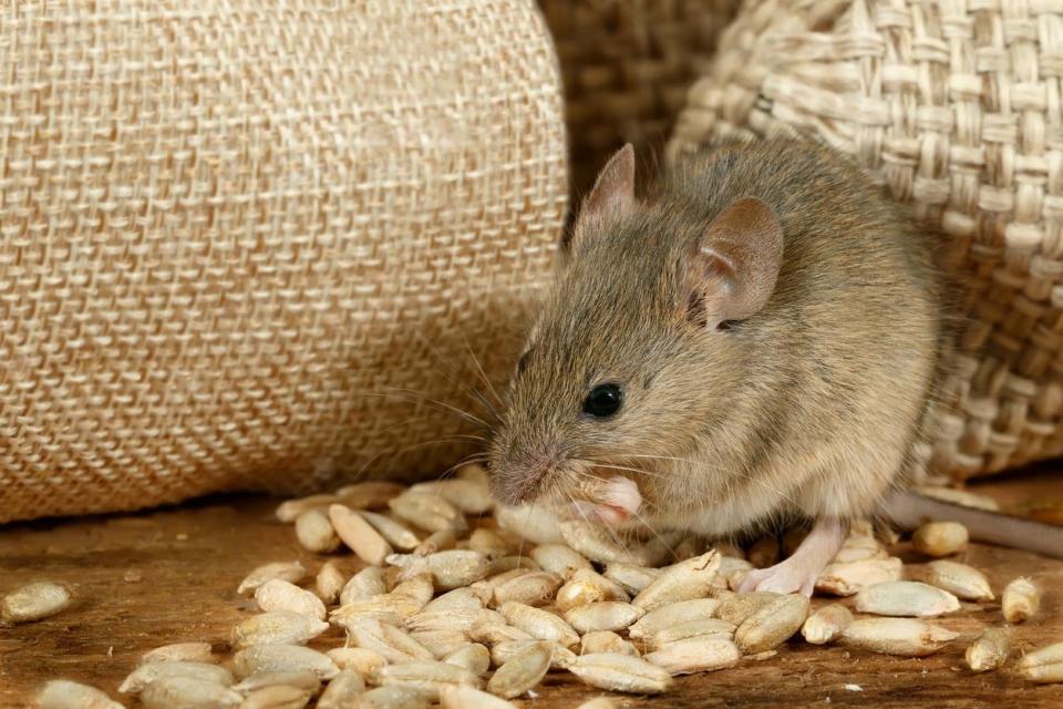 A mouse eats seeds with sacks in the background.