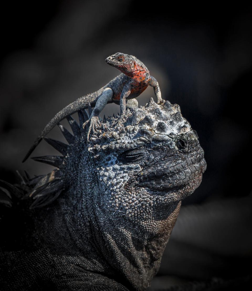 A lava lizard standing on a marine iguana. Galapagos Islands.