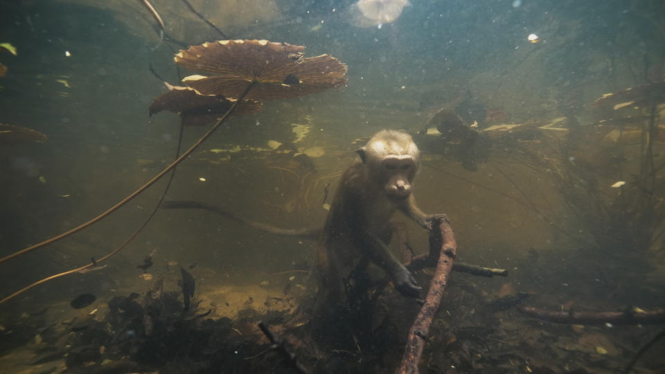 Mammals showed toque macaques diving underwater to feed on seed pods. (BBC)