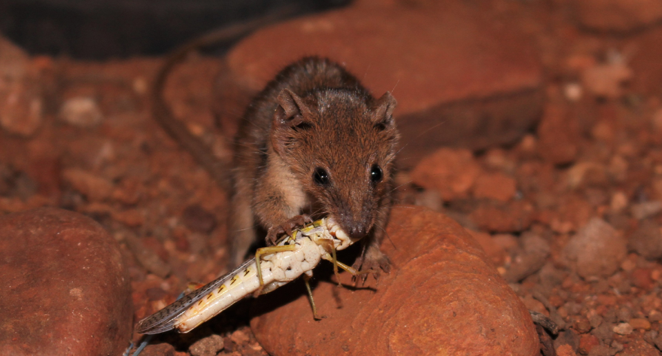 The cracking-clay Pilbara planigale is one of two newly discovered species. Source: P. tealei F CR. L. Umbrello