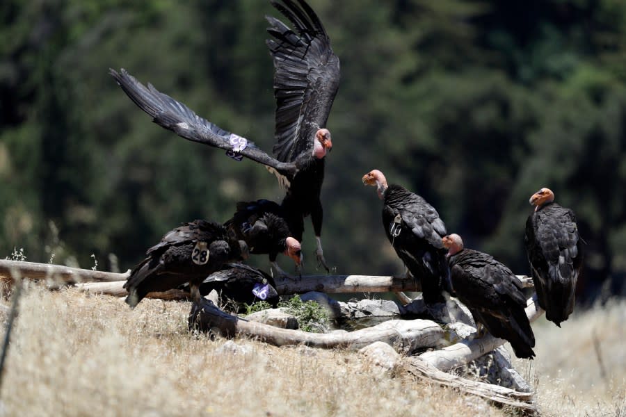 FILE – In this June 21, 2017, file photo, California condors huddle around a watering hole in the Ventana Wilderness east of Big Sur, Calif. The Mail Tribune reports Friday, April 5, 2019, that Northern California’s Yurok Tribe, the National Park Service, and the U.S. Fish and Wildlife Service issued a detailed plan for the reintroduction in an environmental impact report. (AP Photo/Marcio Jose Sanchez, File)