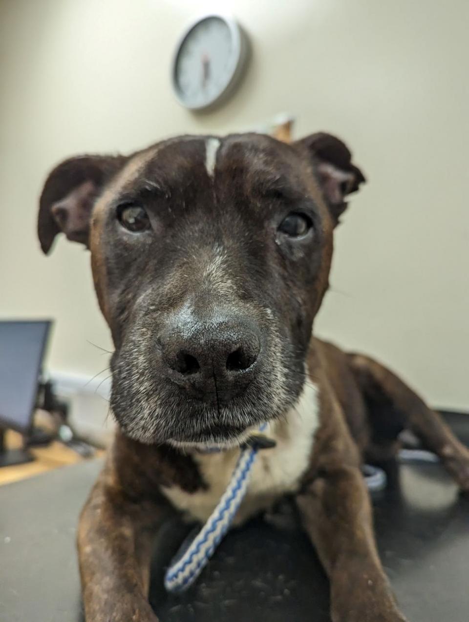 The Northern Echo: Dozer the Staffordshire Bull Terrier had to be put down due to his condition Credit: RSPCA