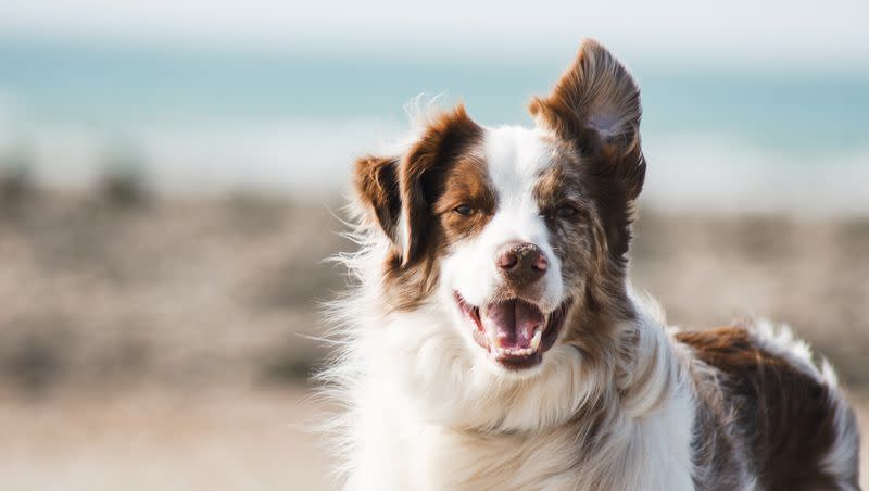 A new study suggests that dogs might wag their tails just for us.