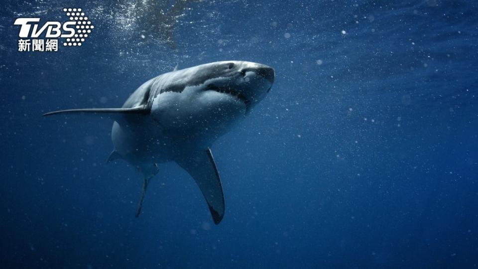 南澳在短短一個月內已經傳出2次鯊魚傷人事件。（示意圖／Shutterstock達志影像）