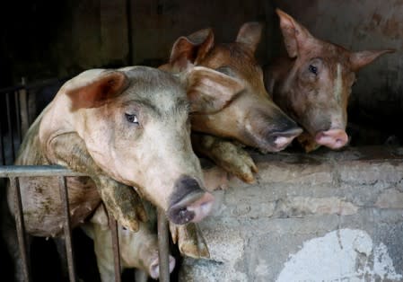 Pigs are seen at a farm outside Hanoi