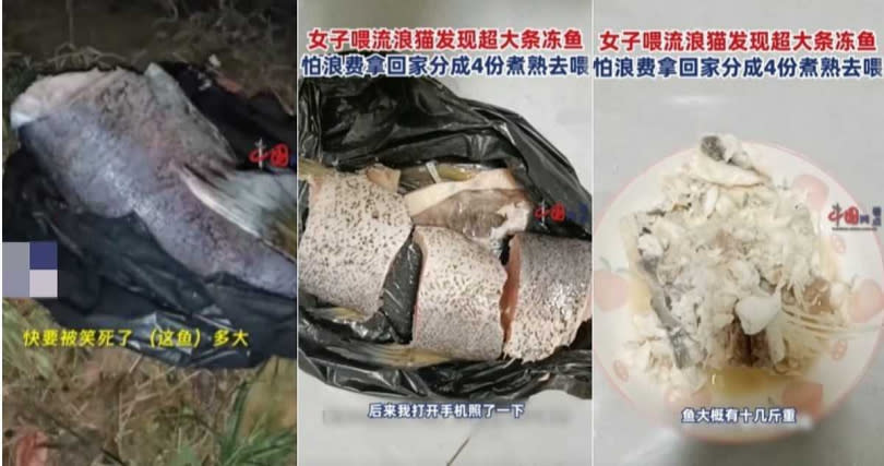 崔女將冷凍魚帶回家中料理，把刺去除再給附近的流浪貓吃。（圖／翻攝自微博／中國網看點）