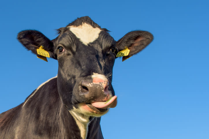This poem about a cow licking bread has gone viral, IDK don’t ask us