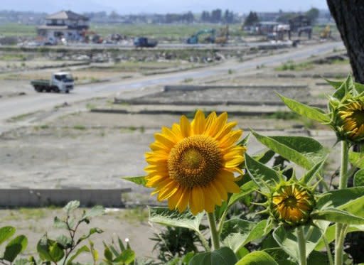 Japan has started planting sunflowers to help decontaminate the radioactive soil in Natori, Miyagi prefecture. Japan is expected to announce early next week that it is broadly on track in its "roadmap" to stabilise the tsunami-hit Fukushima Daiichi nuclear plant, media reports said on Friday