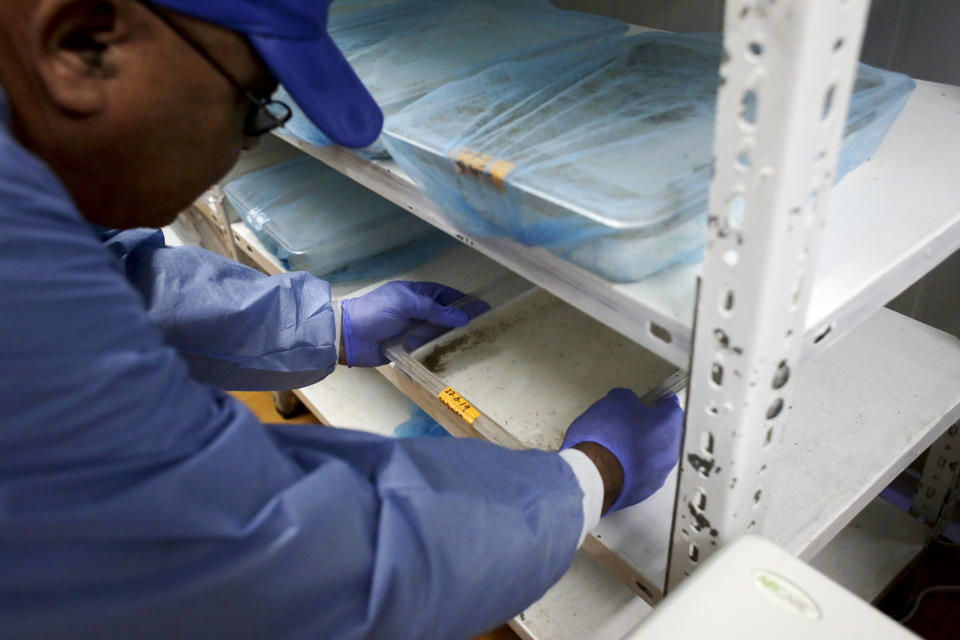 In this photo taken on Sept. 11, 2019, a worker places a tray with mosquito larvae, from mosquitoes that transmit dengue fever, in a laboratory at the Gorgas Memorial Institute for Health Studies in Panama City. Most people who are infected never get sick, but people who have been infected previously by another dengue strain are more likely to get severe dengue, which is sometimes called hemorrhagic dengue. It can cause abdominal pain, vomiting and bleeding and can damage internal organs. (AP Photo/Arnulfo Franco)