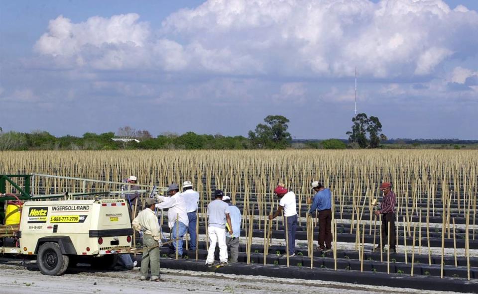 Manatee County tomato growers have long objected to what they say is unfair competition from Mexico. Bradenton Herald file photo