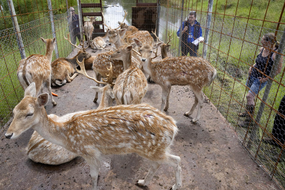 Deer are transferred away from flooded farmland at Londonderry on the outskirts of Sydney, Australia, Thursday, March 3, 2022.Tens of thousands of people had been ordered to evacuate their homes and many more had been told to prepare to flee as parts of Australia's southeast coast are inundated by the worst flooding in decades. (AP Photo/Rick Rycroft)