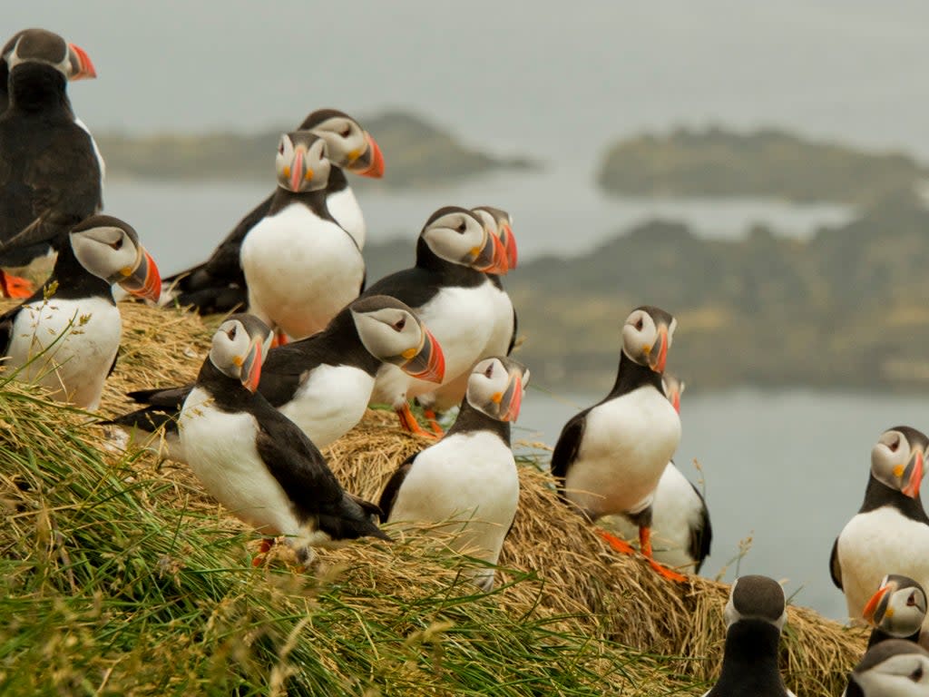 Puffins have declined precipitously in recent decades as their prey has become less abundant through the climate crisis and overfishing (Getty)