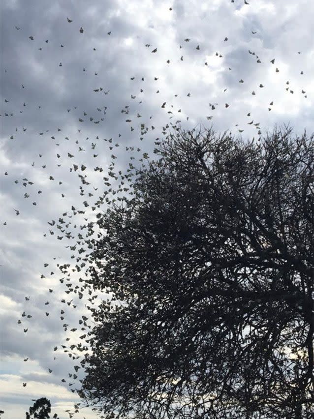 Residents are upset to see the video, which could mark the end to the butterflies in their neighbourhood. Picture: Deb Larks