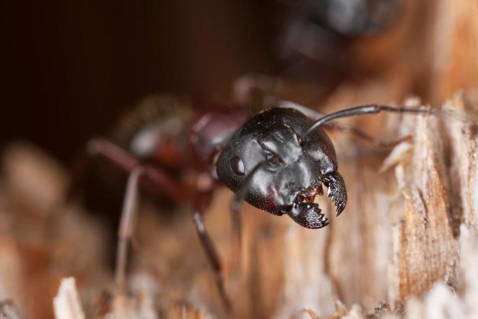 A close up of a carpenter ant.