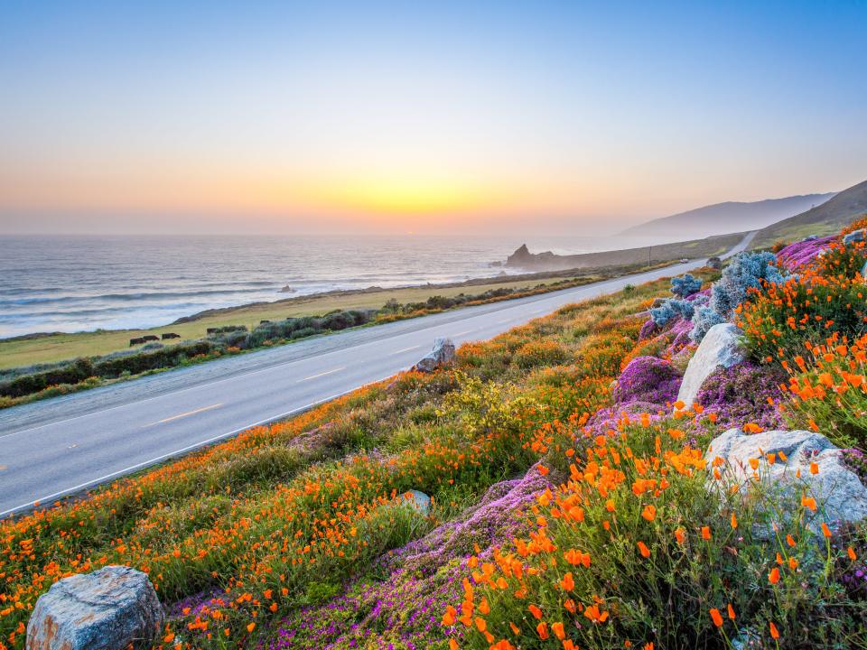 wild flowers and California coastline in Big Sur at sunset