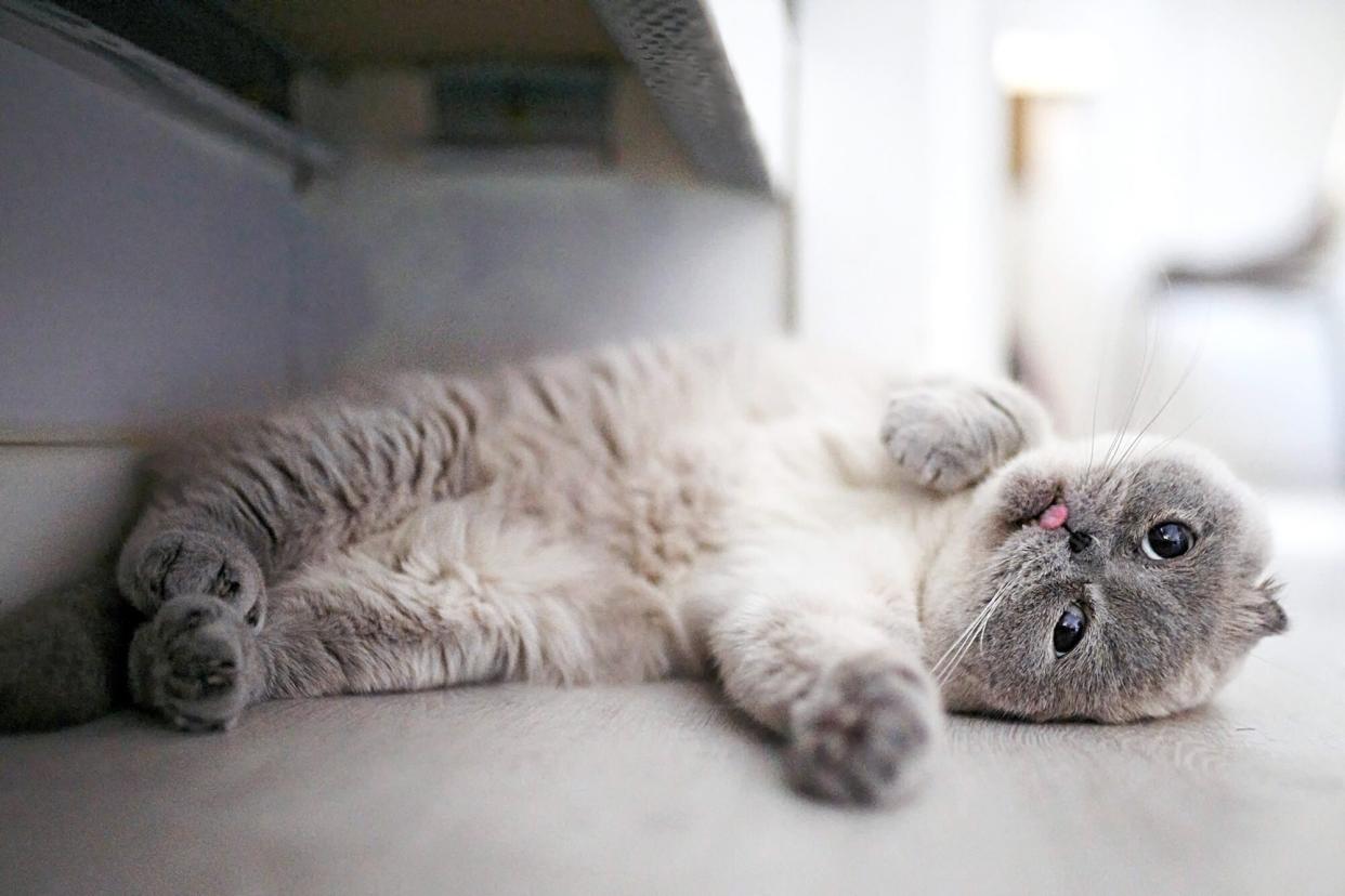 cute scottish fold kitten lying on the floor with her tongue out