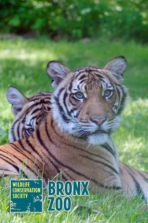 紐約布朗克斯動物園裡豢養多種貓科動物，老虎是相當受歡迎的動物明星。   圖：翻攝自布朗克斯動物園臉書