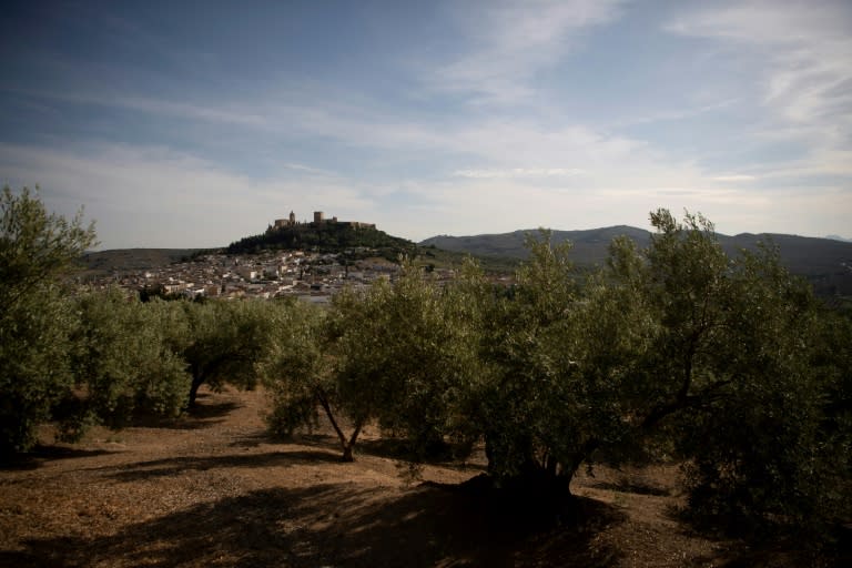 La sequía provoca un «desastre» para la recolección de aceitunas en España