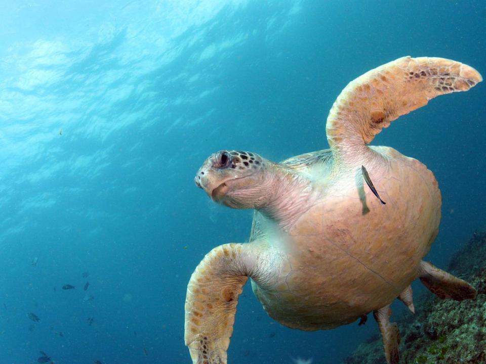 Because of their anatomy, sea turtles are unable to regurgitate what they have swallowed (NYT)