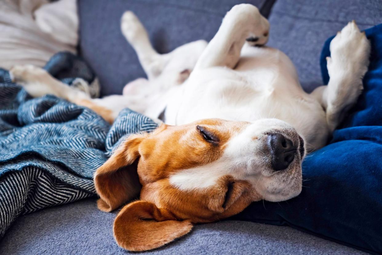 dog sleeping on his back