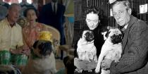 <p>Between the many pug pillows and the pugs themselves, <em>The Crown</em> has been diligent in its portrayal of one particularly cuddly aspect of the Duke and Duchess of Windsor’s life of luxury. Over the years, the couple’s grumble of pugs included Disraeli, Davey Crockett, Black Diamond, Imp, Ginseng, and arguably the cutest one of them all, Trooper, whose birthday is featured in “Vergangenheit” (season 2, episode 6). [Editor’s note: A group of pugs is called a “grumble.” Cutely ironic, eh?] The episode technically focuses on the Duke of Windsor allegedly being a Nazi sympathizer, but we did promise to show you every main character, so...</p>