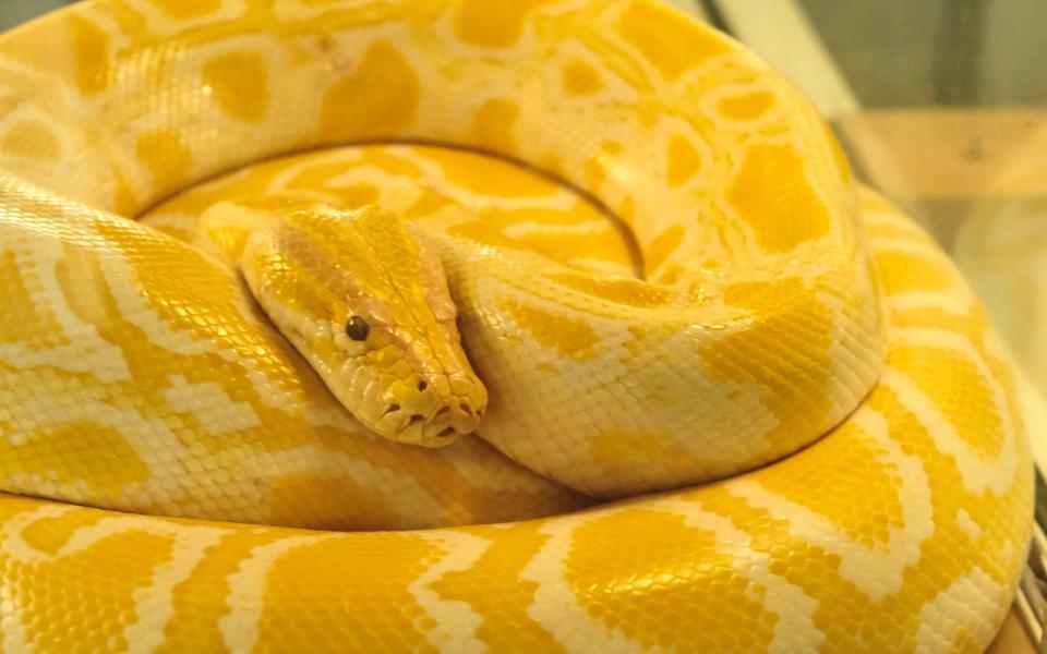 A Burmese python - Sarah Newey