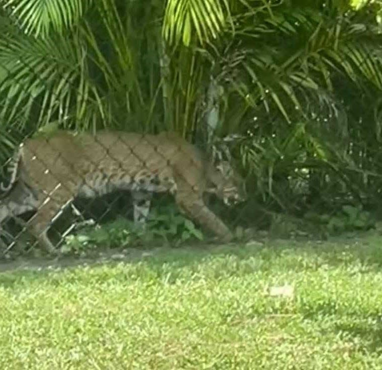 A Wellington resident posted this photo of a cat roaming near her home on the Next Door website. A Palm Beach Zoo official identified the feline as a bobcat.