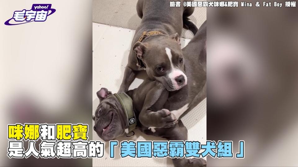 生人勿近！煞氣a惡霸雙犬組 遇貓老大怕爆反應 網笑：紙糊的？