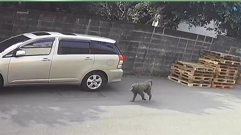 該隻狒狒在被捕前多次被人拍下優閒逛街的身影。（圖／翻攝畫面）