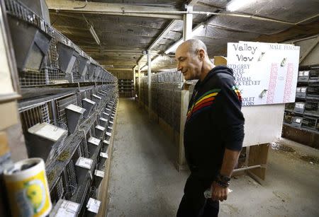 Hollywood mogul and co-creator of The Simpsons, Sam Simon, looks at cages at a chinchilla farm after he financed the purchase of the facility by PETA (People for the Ethical Treatment of Animals) in order to rescue over 400 chinchillas and shutter the business in Vista, California August 19, 2014. REUTERS/Mike Blake