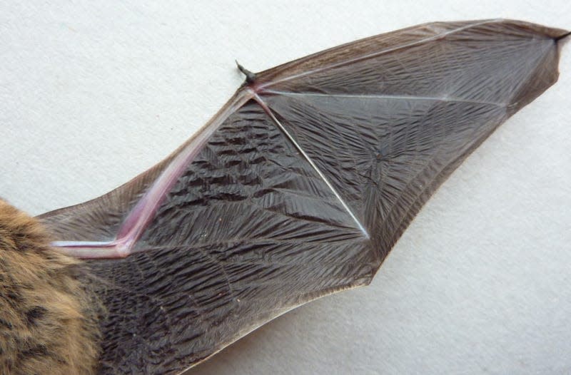 Wing of a modern bat