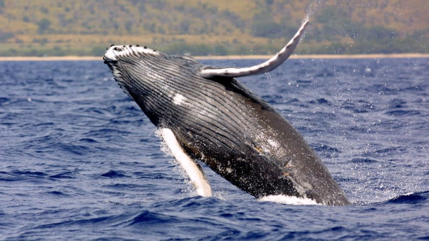 Humpback whales, ranging from 25 to 40 tons, can become caught in drift nets and other fishing gear. They can also be threated by ship strikes, whale watch harassment, noise pollution, habitat encroachment and whaling, according to the National Oceanic and Atmospheric Administration.