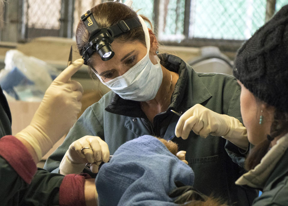 Dr. Laura Peyton, chief of integrated medicine at the University of California, Davis Veterinary Medical Teaching Hospital, works on the badly burned paw of a bear, injured in a wildfires, in Davis, Calif. Veterinarians successfully used alternative medical treatments such as acupuncture and wrapping wounds in fish skin on two bears and a mountain lion burned in the Southern California wildfires, vets at UC Davis said Wednesday, Jan. 24.