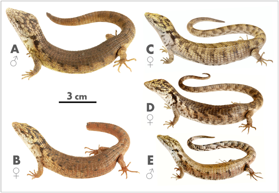 Several Abronia cunemica, or Coapilla arboreal alligator lizards.