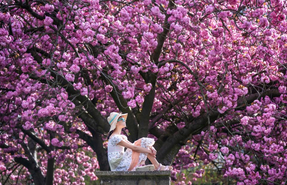 Photograph posed by model. Maja Lawson enjoys the blossoms in Springhead Park in Rothwell, Leeds. The hottest day of the year so far will be followed by temperatures of minus 2C in parts of the UK, the Met Office has said. Picture date: Sunday April 14, 2024.