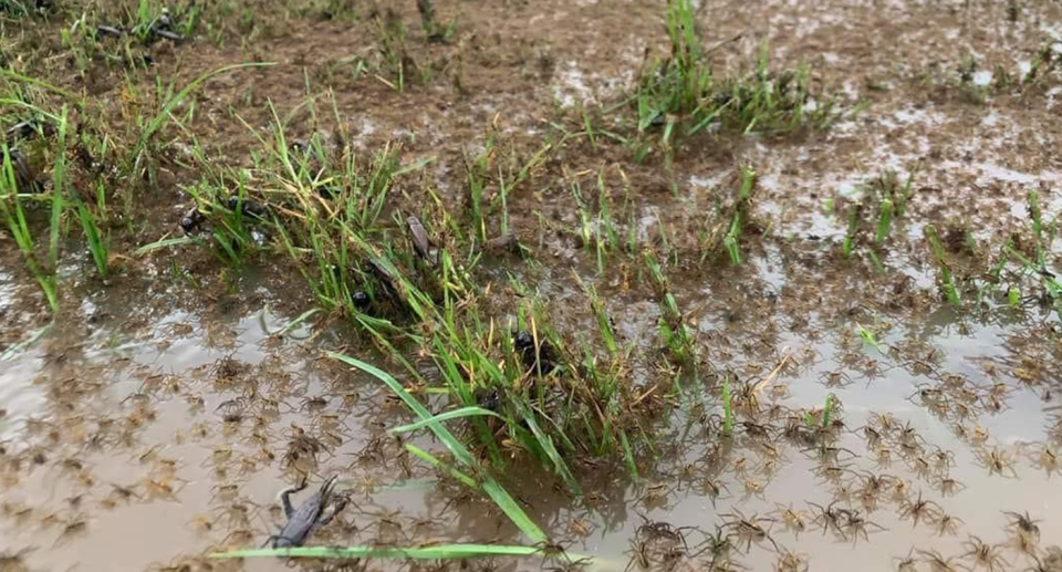 Thousands of spiders have been seen escaping flooding in NSW. Source: Facebook/Matt Lovenfosse