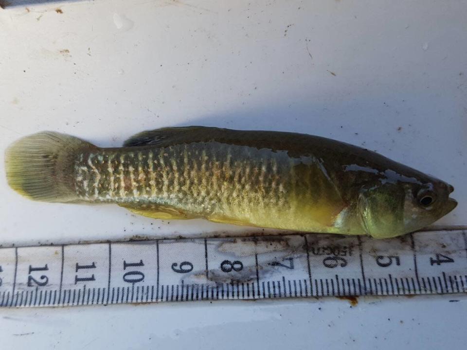 ACAP Saint John workers found this adult mummichog as part of the organization's fish monitoring program. They are often found in Saint John's more polluted waterways. (ACAP Saint John - image credit)