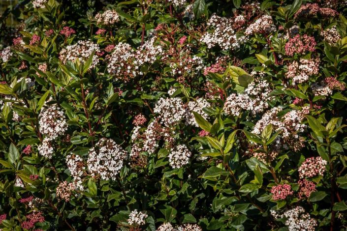 Vibernum titus is one of the most popular flowering shrubs (Alamy/PA)