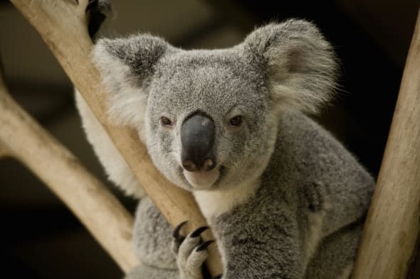 Hunter Valley Zoo