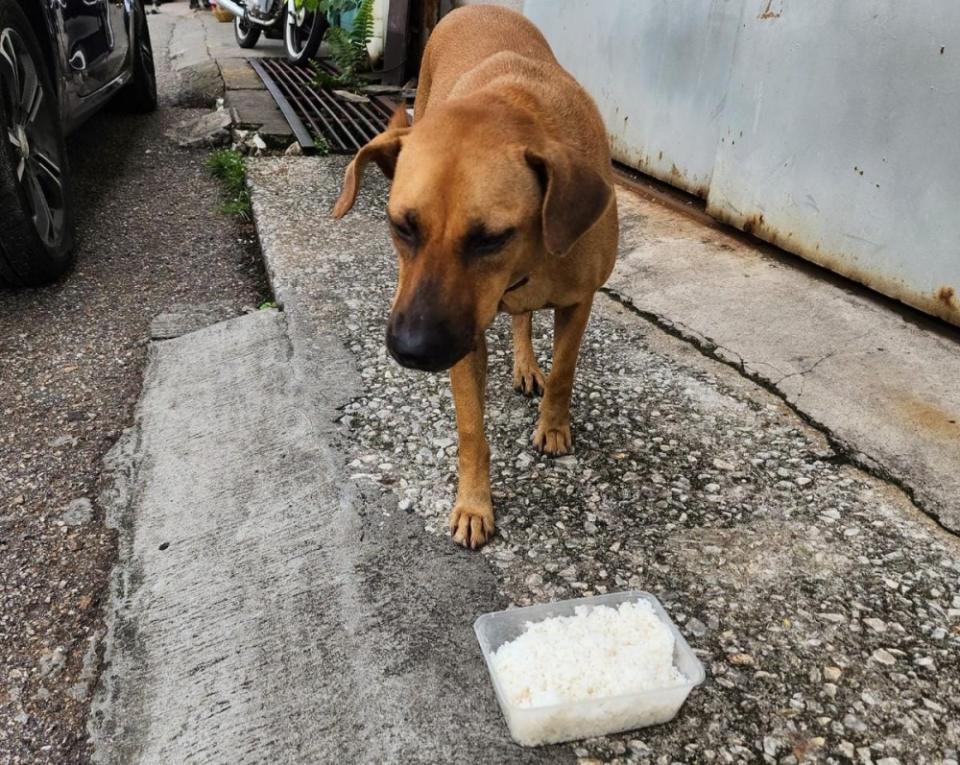 Ffood rescued by What a Waste are also given to animal shelters. — Picture via Facebook/ What A Waste
