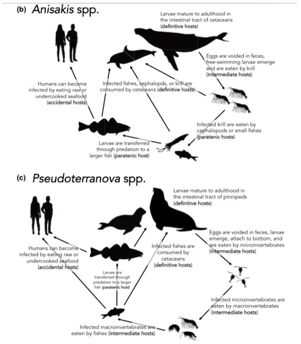 Anisakis屬與Pseudoterranova屬的海獸胃線蟲感染途徑。可見Anisakis屬（上圖）以鯨豚類為最終宿主，Pseudoterranova屬（下圖）以鰭足類為最終宿主。（圖片來源：ResearchGate）