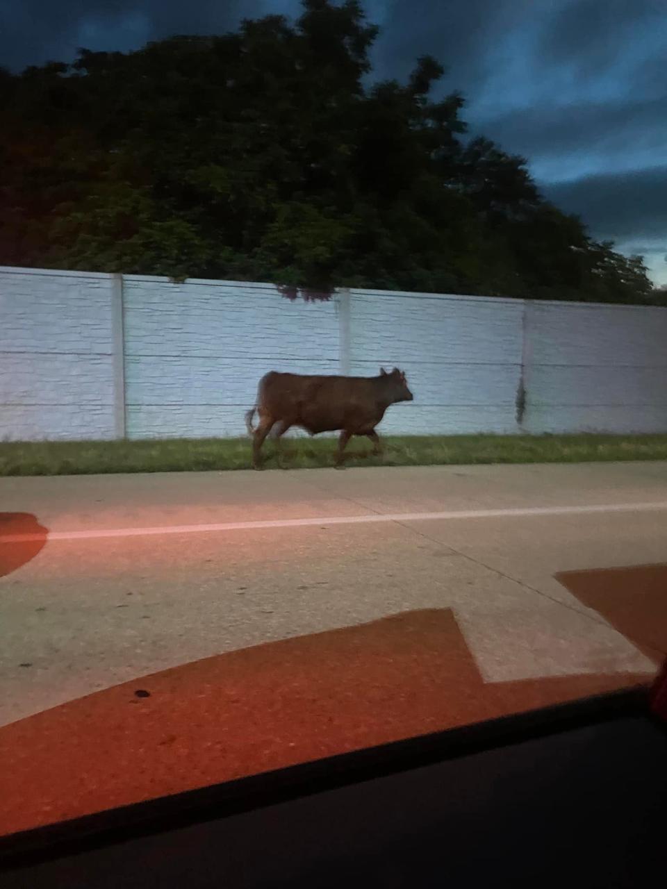 A Loose cow on I-270 after a trailer truck turned over. Police say they were successfully able to capture the cow. Photo submitted by Michael Cantor.