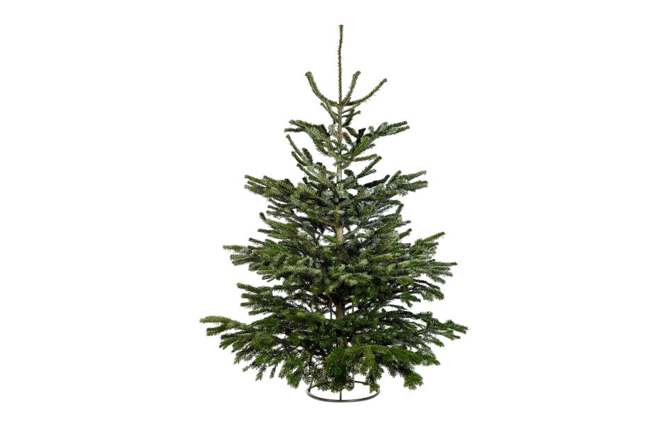 Nordman Fir, 6 foot