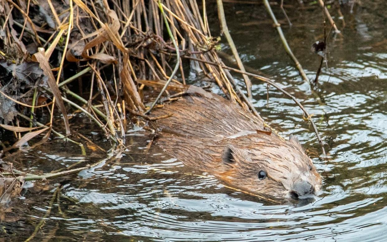 Beavers will be released in Paradise Fields, an eight hectare site of woodland and wetlands in Ealing, west London - Joshua Glavin/The Beaver Trust/PA