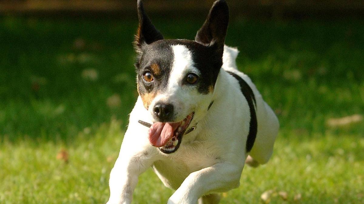 Jack Russell Terriers Have The Longest Lifespan Among Pet Dogs Study