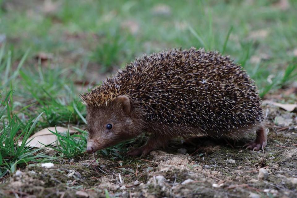 Specimens were collected in Anhui and Zhejiang, provinces in eastern China, researchers said.