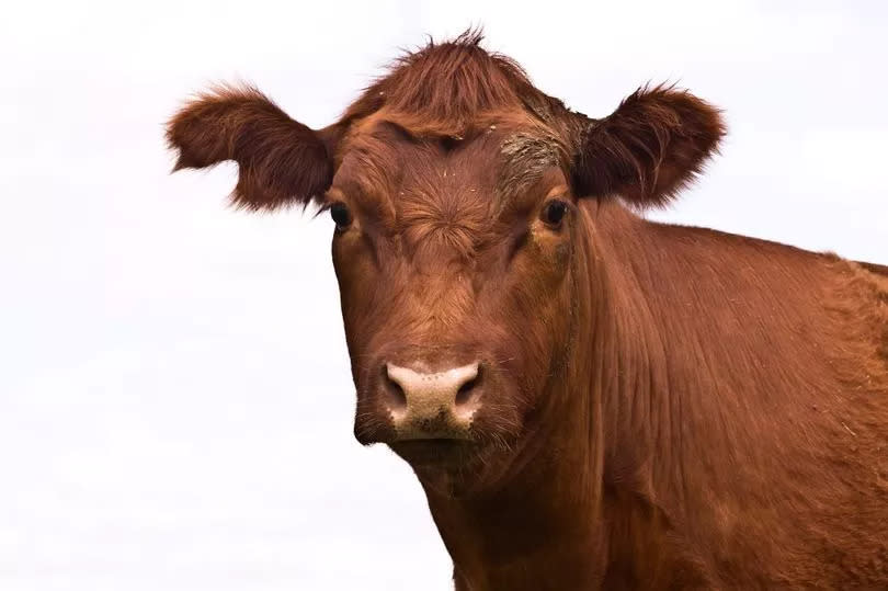 A general shot of a young cow